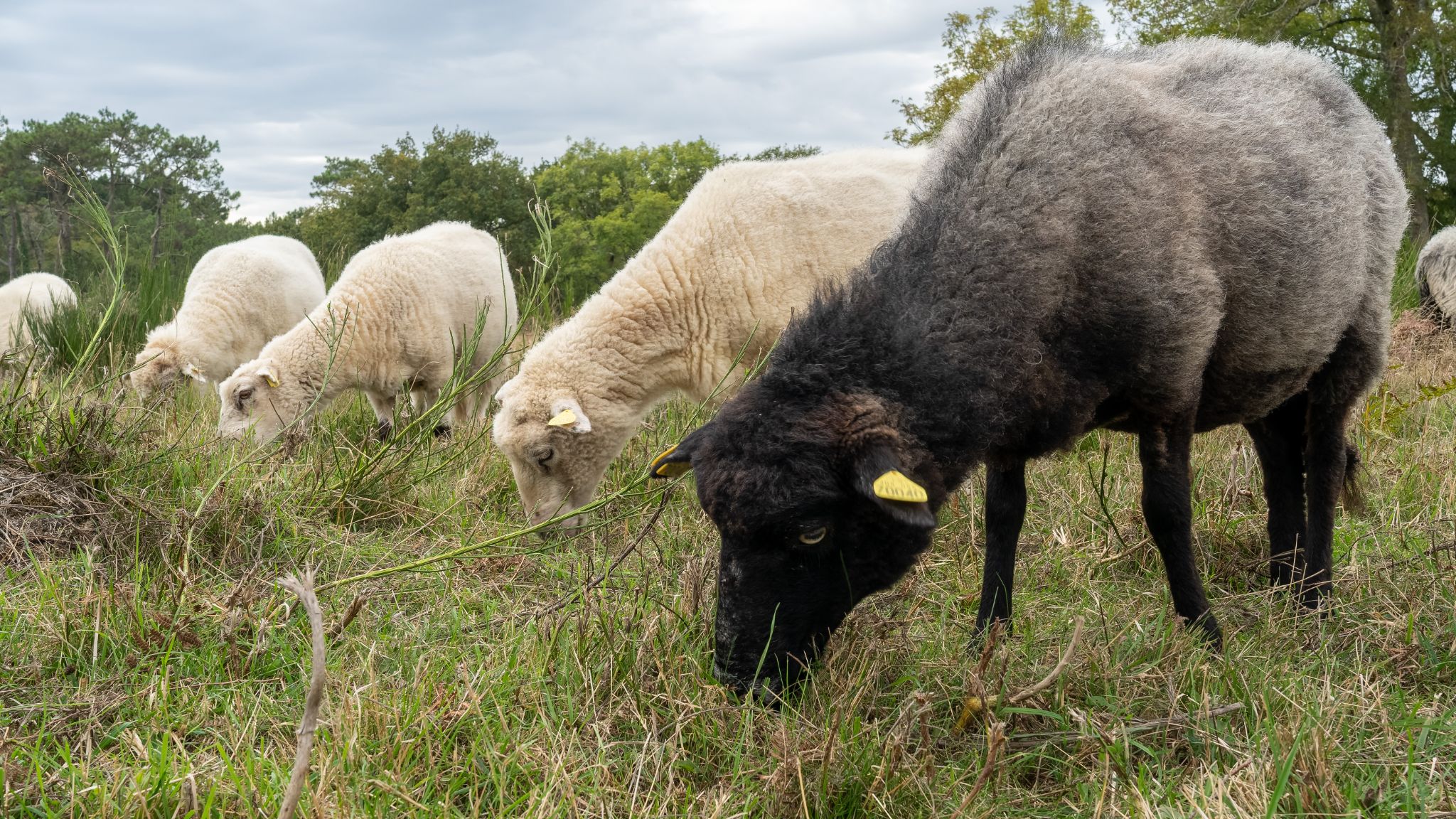 20250919 173728 Carnac   Alignements de Kermario